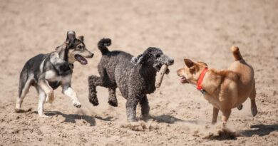 Dogs playing in one of Mississauga's Leash Free Zones