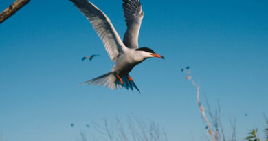 migratory bird (image source: Ontario Parks)