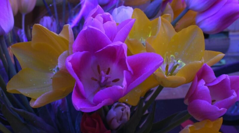 Blacklight Boardwalk & Tulip Palooza show tulips in a whole new light (CNW Group/Canadian Tulip Festival)
