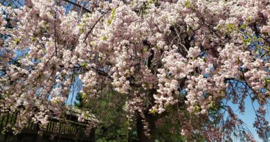 Cherry Blossom Spectacle Blooms in Kariya Park