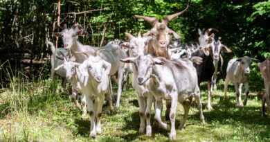 City of Toronto Tests Goat Grazing for Sustainable Land Management