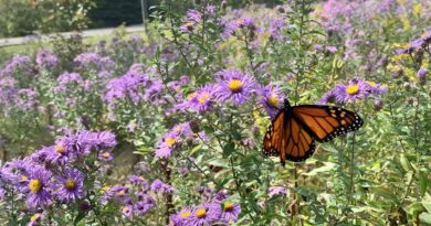 Celebrating Pollinator Week: Mississauga's Efforts to Support Vital Insect Allies