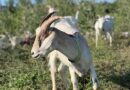 Mississauga Implements Goat Grazing for Wetland Restoration